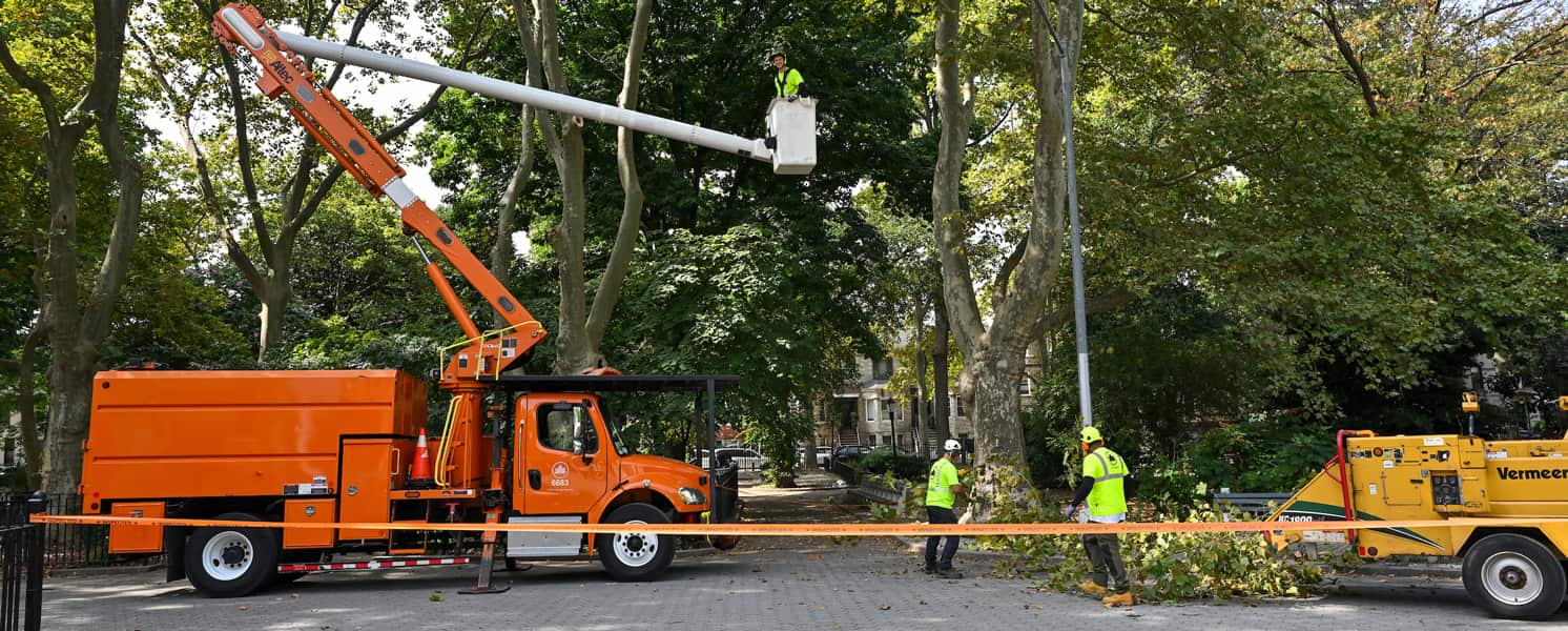 RG TREE crew at work
