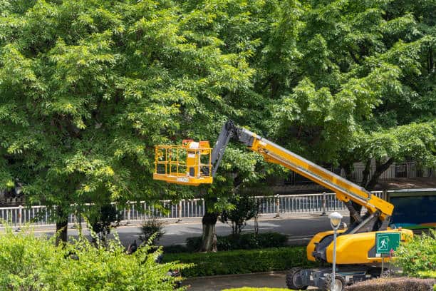 RG TREE crew at work on South Side Chicago properties