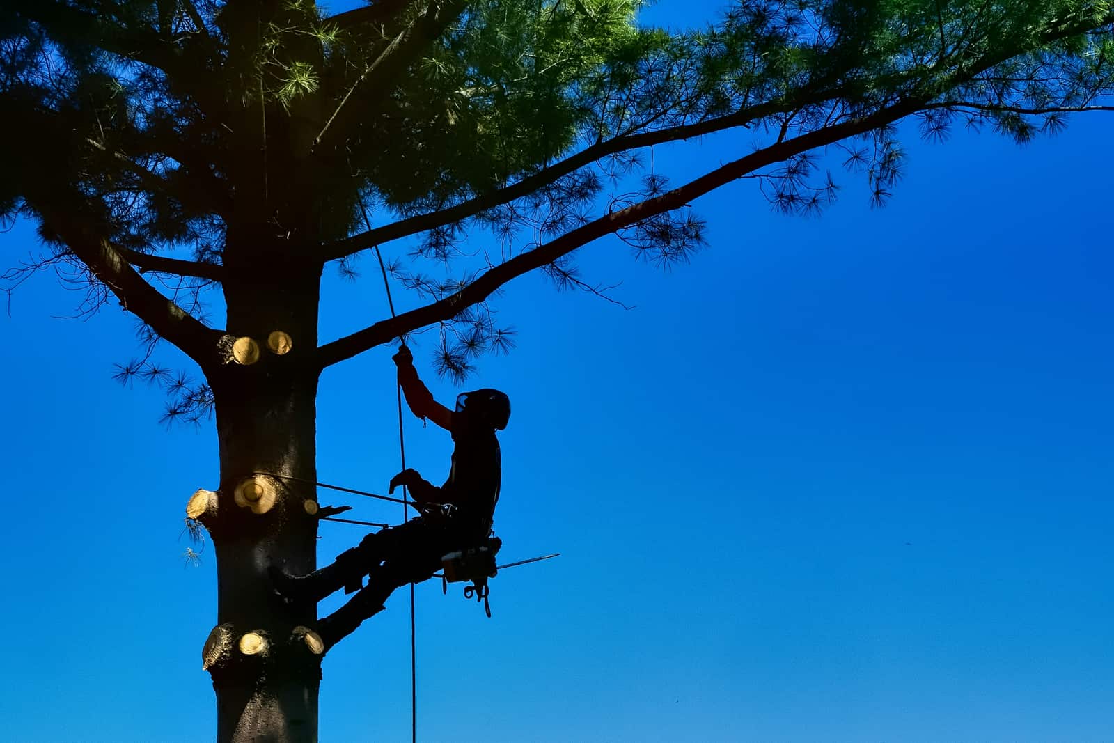 Tree trimming project