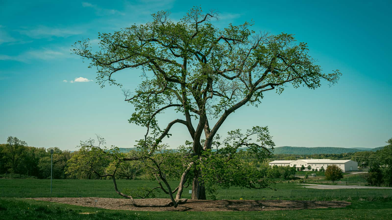 Tree Debris Removal