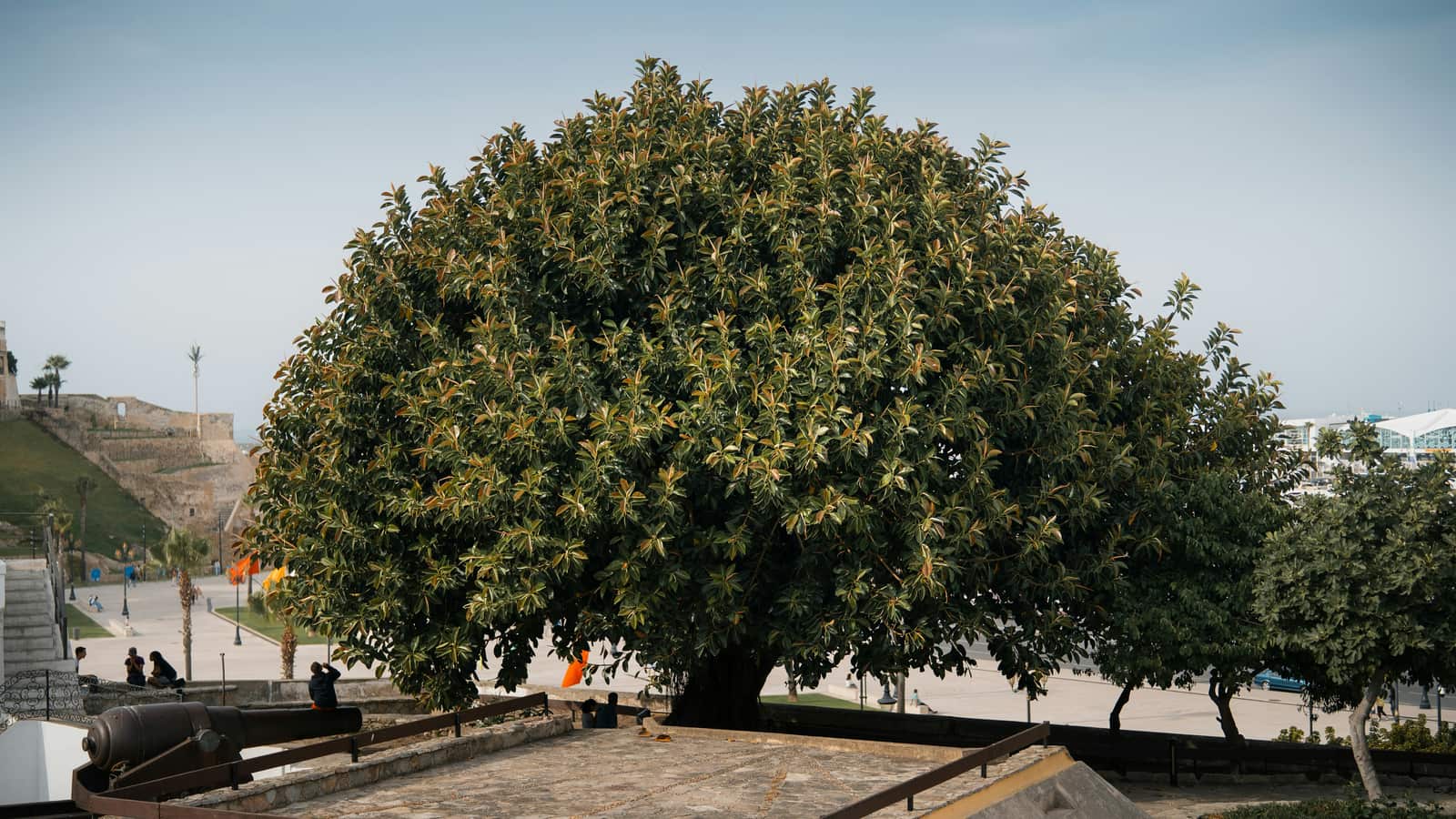 Tree Maintenance