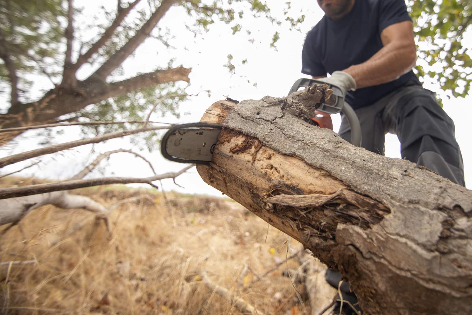 Tree Pruning
