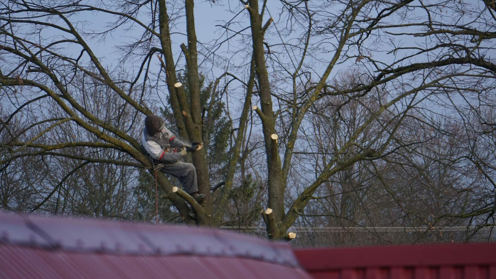 Tree service in South Side Chicago